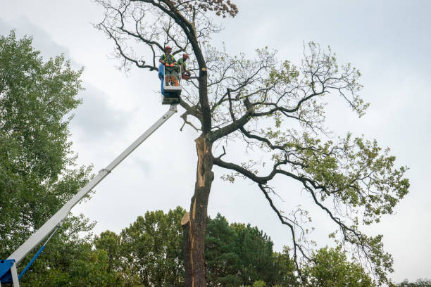 Best Tree Root Removal  in Crockett, TX